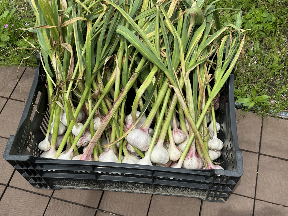 ２０２５年５月２４日