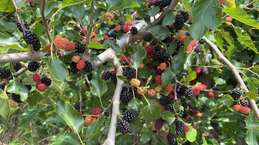 ２０２５年６月１日