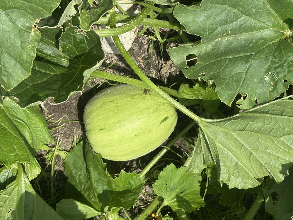 ２０２５年６月７日