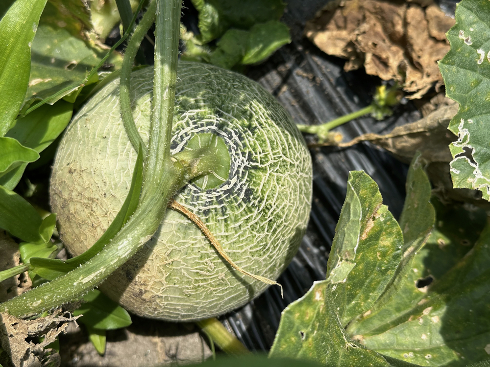 ２０２５年６月２８日