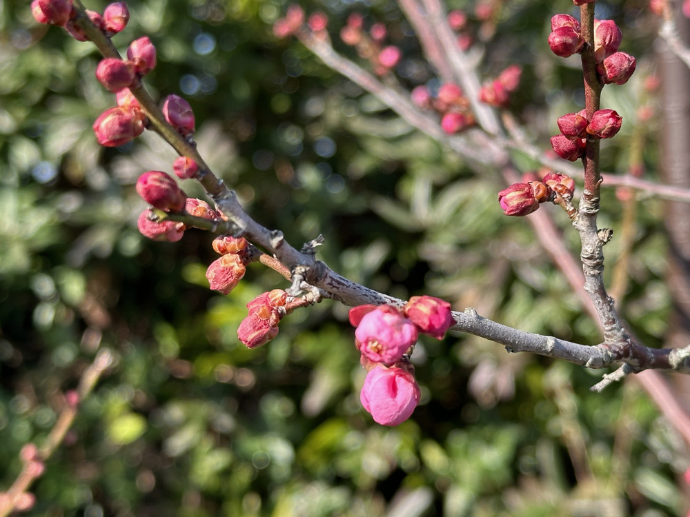２０１６年１月１７日