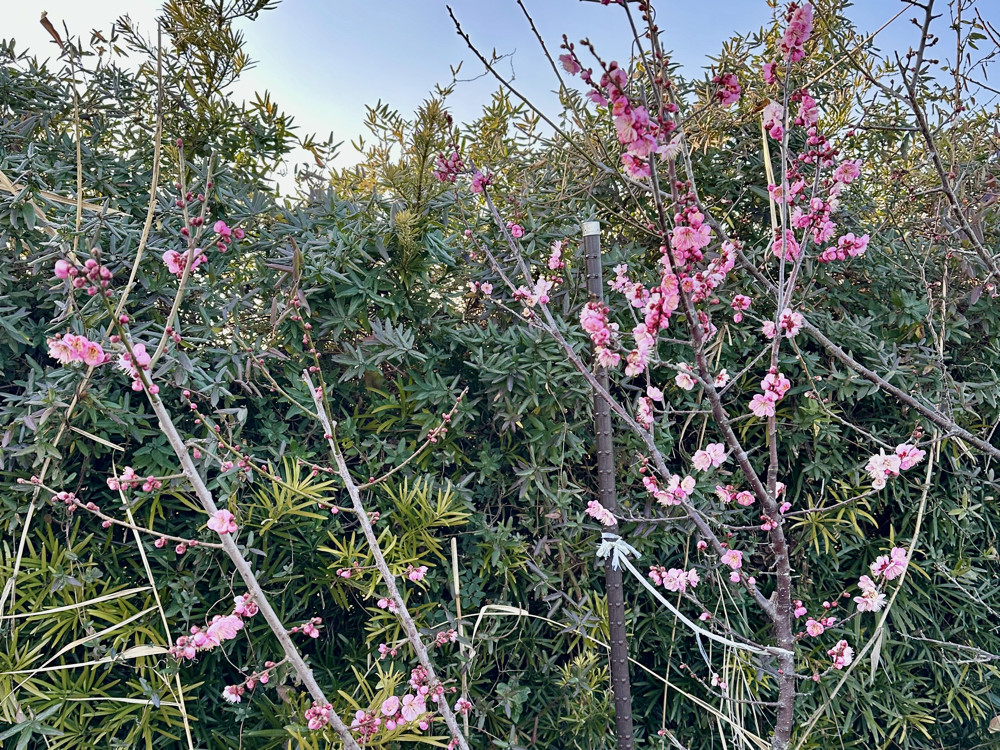 ２０２６年２月４日