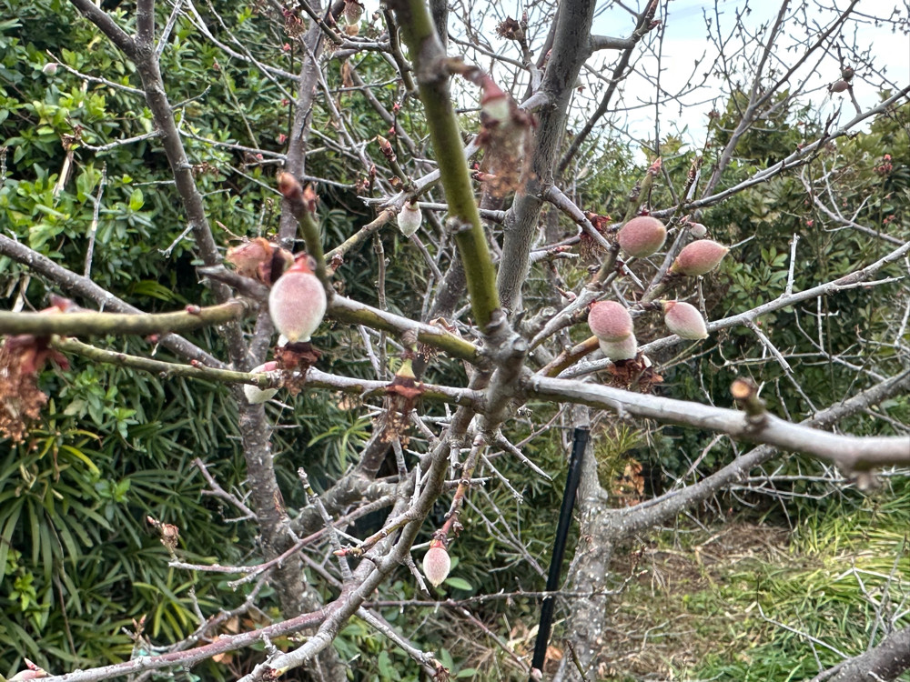 ２０２６年３月９日